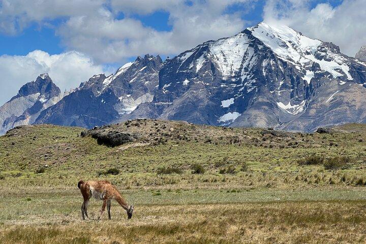 Heldags privat tur til Torres del Paine