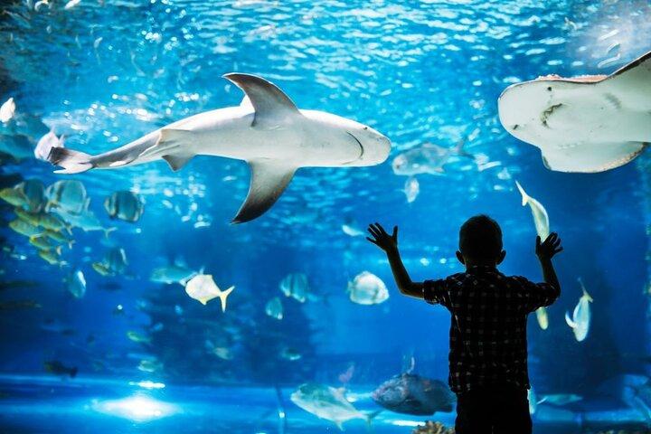 Entrada al acuario Phuket