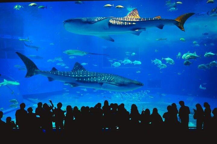 Aquarium Phuket Admission Ticket