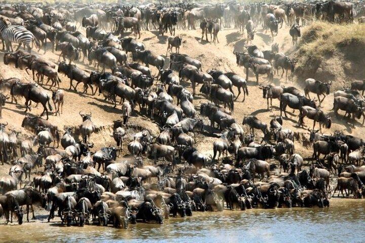 3 dias Masai Mara Private Camping Safari Min 2pax