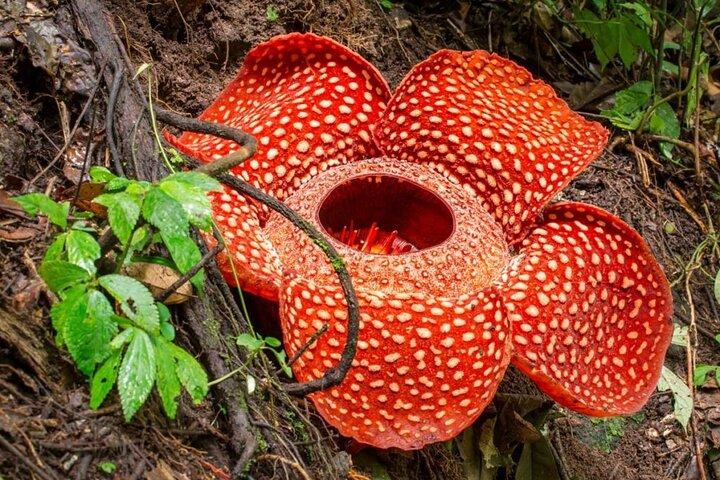 Pacchetto turistico di 3 giorni da Phuket a Khao Sok National Park
