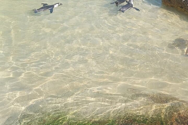 Private sightseeing tour; Cape of Goodhope, Cape Point & penguin tour