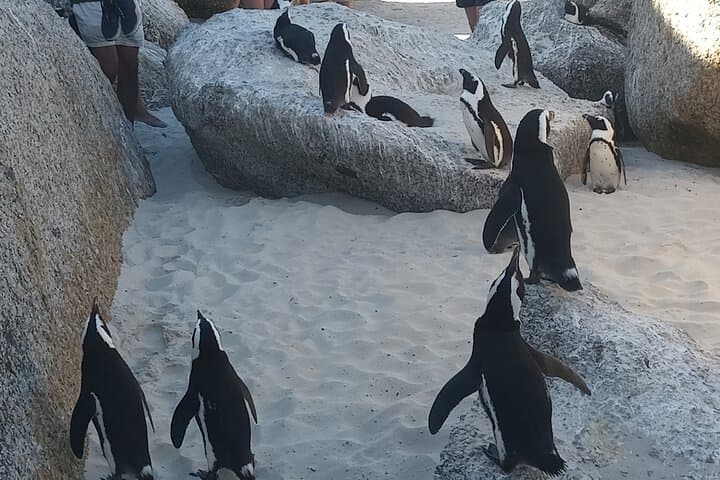 Small Group tour to Cape of Good Hope and Boulders Beach Penguin