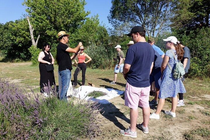 Begeleide rondleiding door de lavendeldistilleerderij tussen Nîmes en Arles