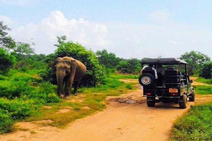 Udawalawe Safari Tour - Hotel Pick-up and Transfers Including