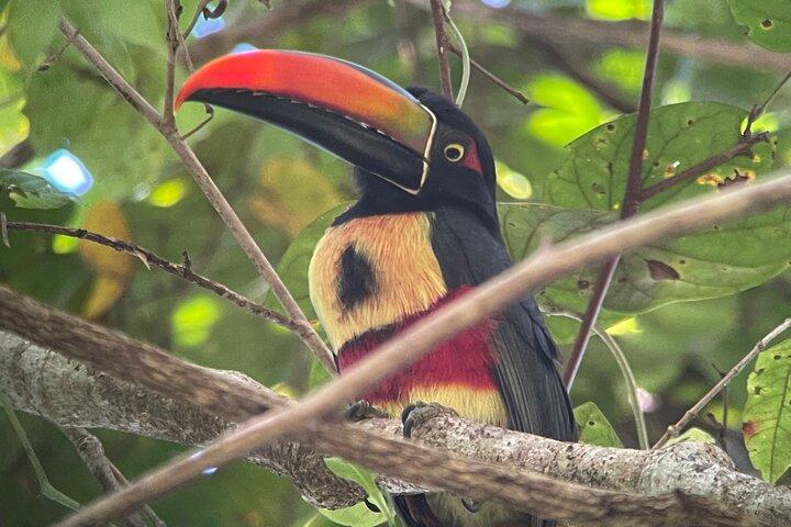 Private Manuel Antonio Sunset and Night Tour
