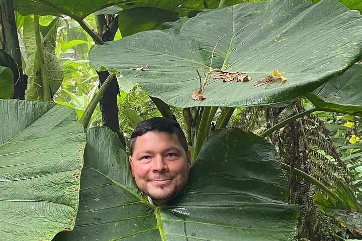 Paseo por la naturaleza guiado por el bosque nublado de Monteverde con un experto naturalista