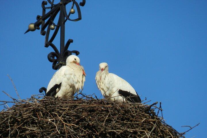 サファリ ツアー ビレッジとブドウ園、半日の午後