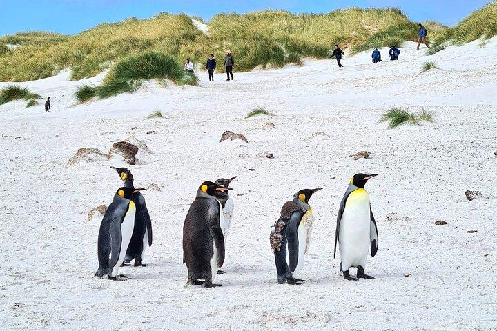Privat Coastal Gems Tour: Penguins, Scenery & Stanley