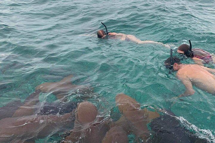 Snorkel HolChan Shark Ray Alley y Caye Caulker Avistamiento de manatíes