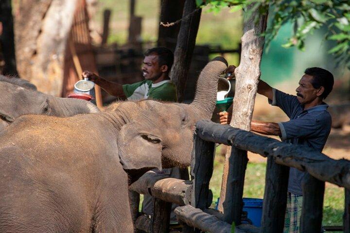 ウダワラウェ国立公園サファリと象のトランジットホーム訪問