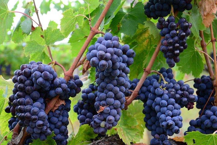 Excursão privada guiada pelo Niagara Wine Trail