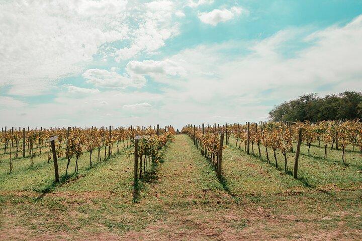 Weingut und Verkostungserfahrung in Buenos Aires