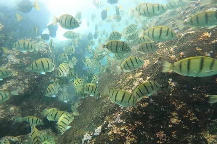 Snorkel privado en Cabo San Lucas