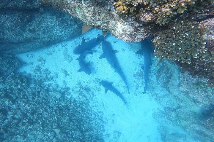 Snorkla privat i Cabo San Lucas