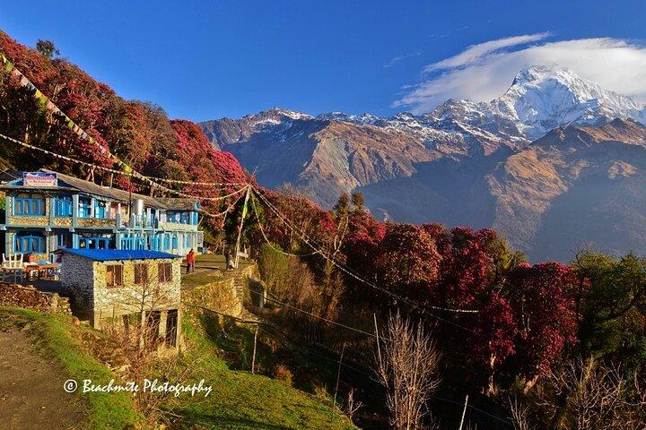 5 Tage Ghorepani Poonhill Trek
