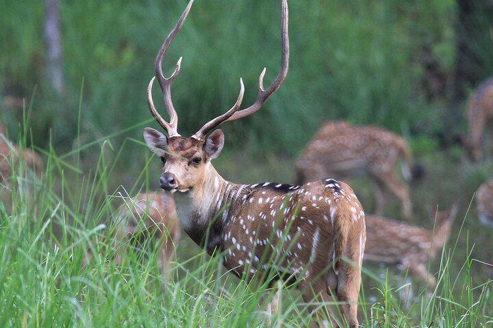 チトワン国立公園での3日間のジャングルサファリ