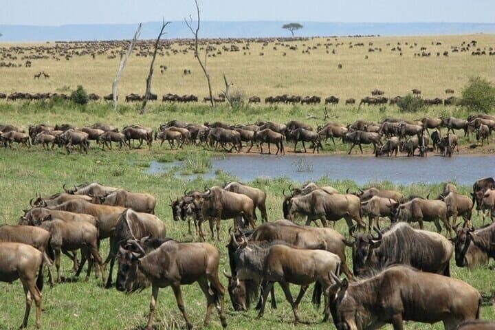 Nairobi National Park Safari With a Visit to Giraffe Center.
