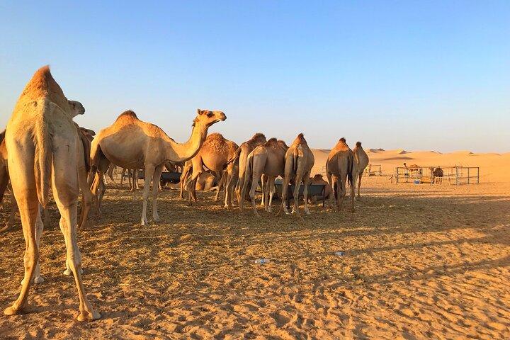 Private Sunrise Desert Safari Abu Dhabi