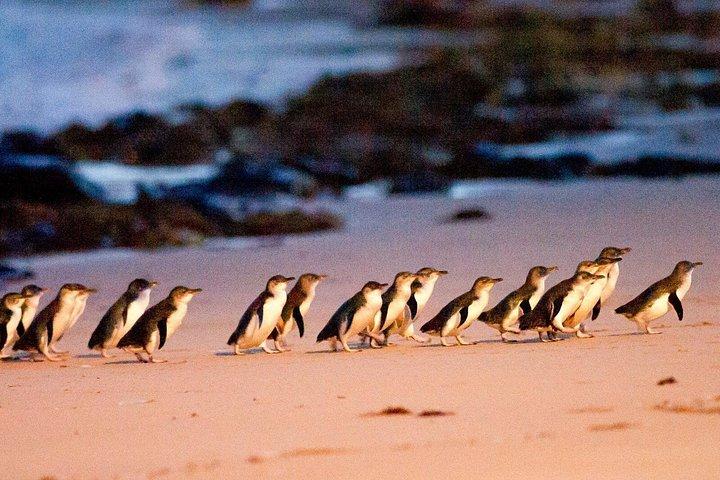 メルボルン発フィリップ島小グループペンギン＆ワインツアー