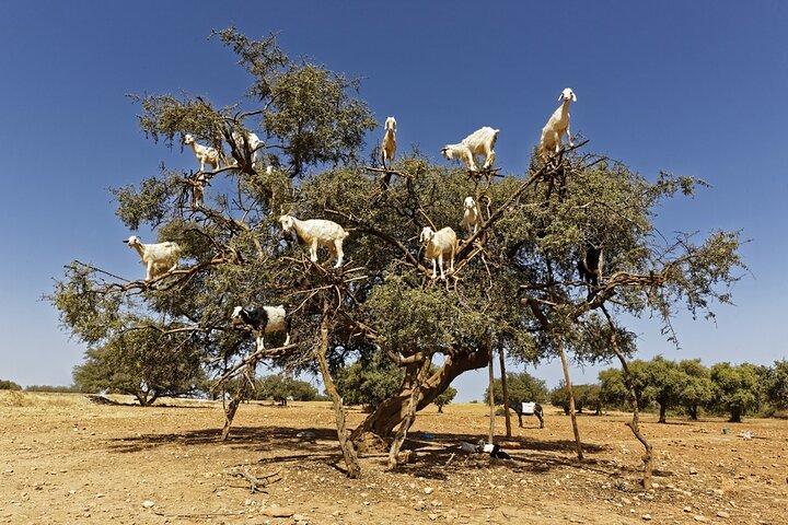 Private transfer between Marrakech and Essaouira