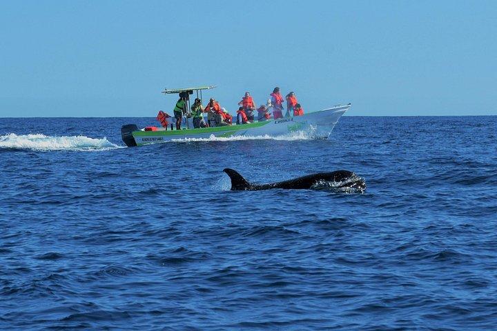 カボクジラウォッチング：女性クルー、確実な遭遇、写真付き