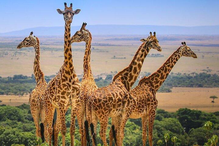 3 dage Maasai Mara Safari
