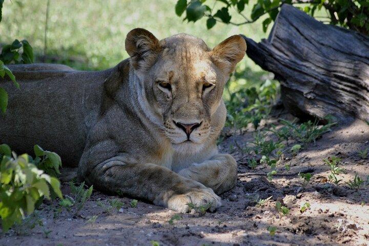 Excursion d'une journée à Chobe au départ de Victoria Falls
