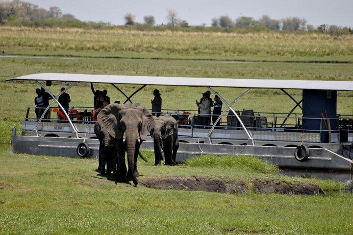 Excursion d'une journée à Chobe au départ de Victoria Falls