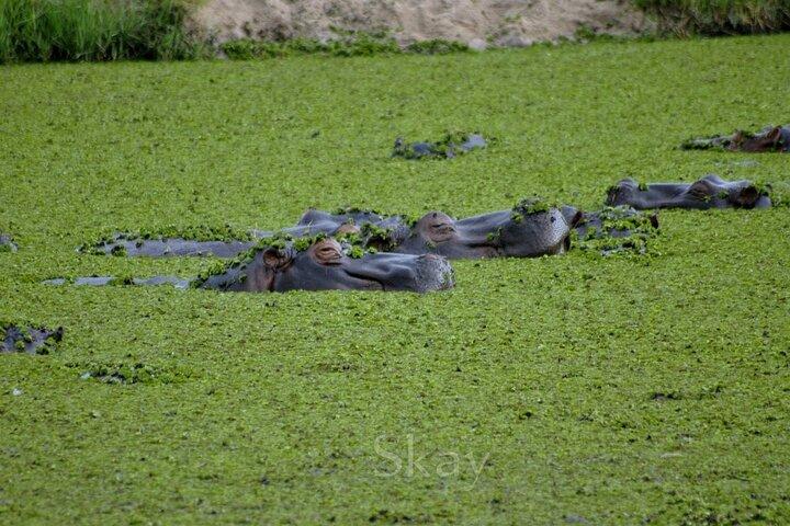 Excursion d'une journée à Chobe au départ de Victoria Falls