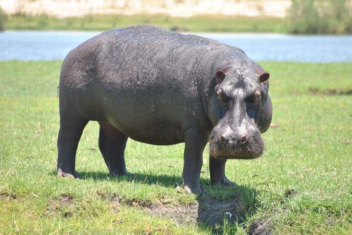 Excursion d'une journée à Chobe au départ de Victoria Falls