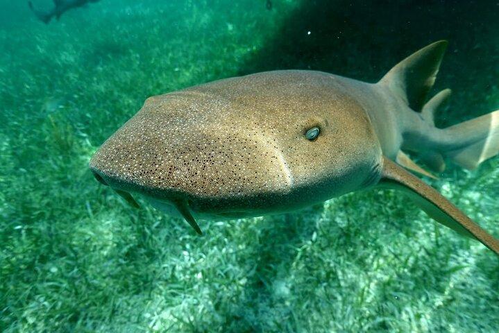 シルク アンド モホ キーでのシュノーケリング