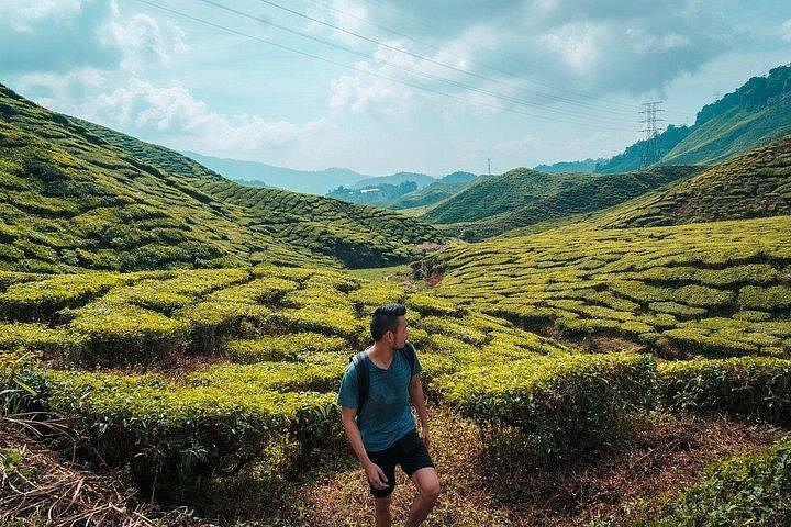 Full Day Cameron Highlands Adventure From Kuala Lumpur