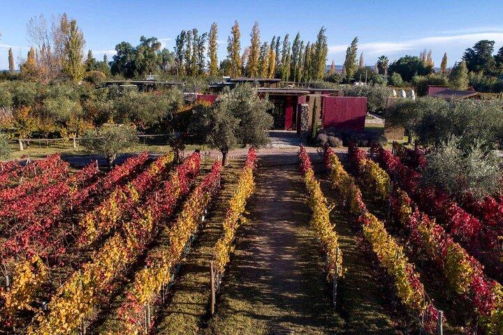 Chandon Experience & El Enemigo Winery Lunch – Private Transport