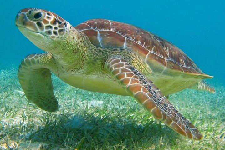 Halvdags privat snorkling med sköldpaddor och majestätiska cenoter