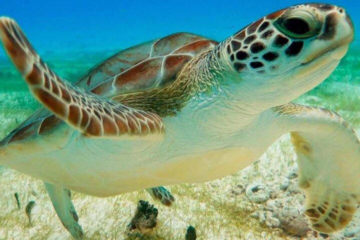 Halve dag privé snorkelen met schildpadden en majestueuze cenotes
