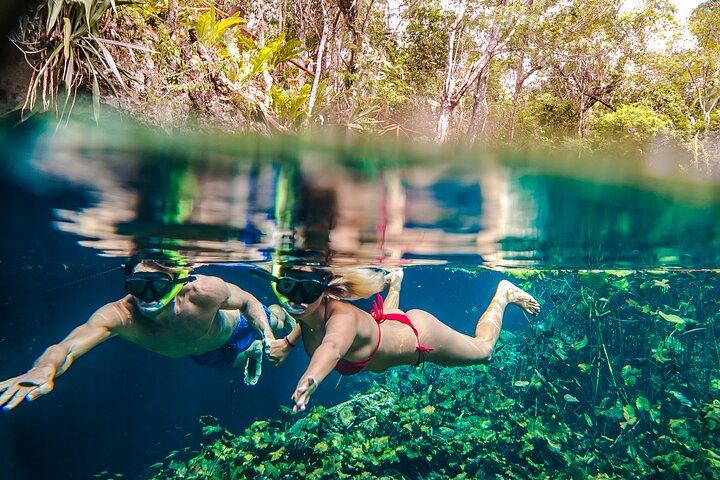 Halvdags privat snorkling med sköldpaddor och majestätiska cenoter