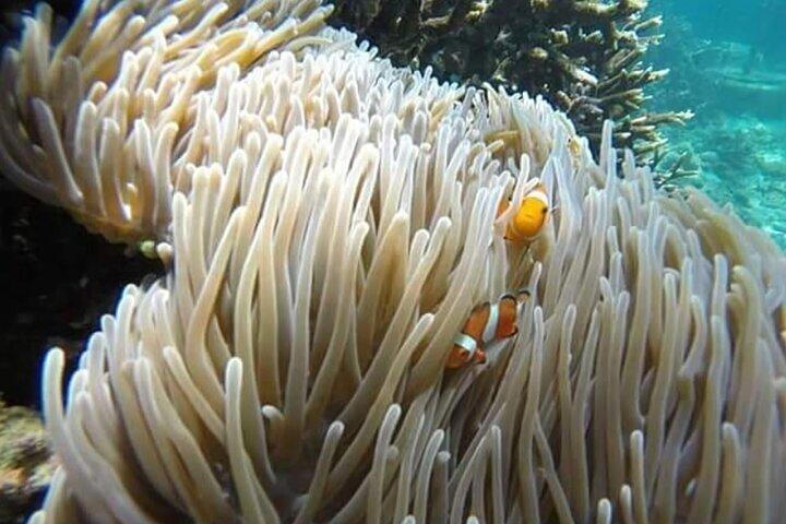 Bali Snorkeling Blue Lagoon con almuerzo y cascada opcional Visita