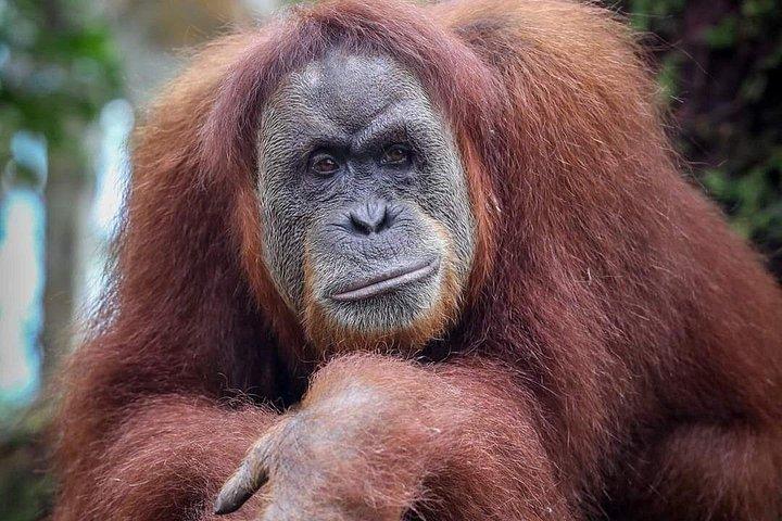 Monkey Business 3日-2泊のジャングルトレッキング（ラフティングを含む）