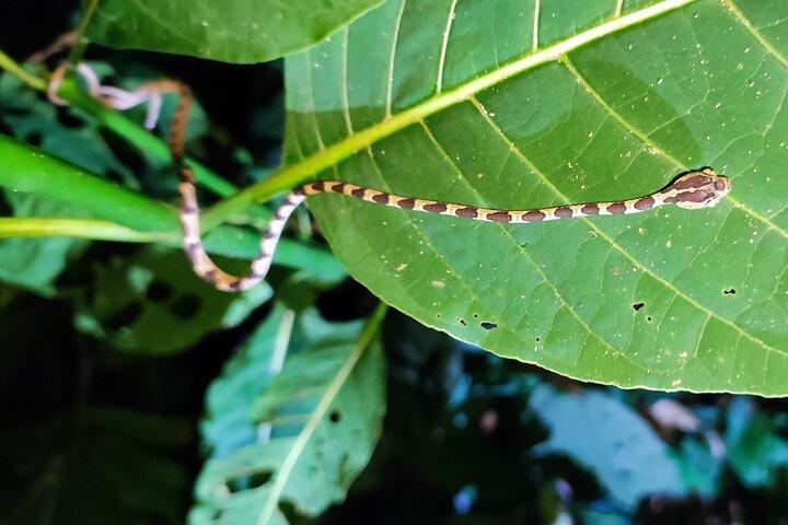 Caribbean Rainforest night walk