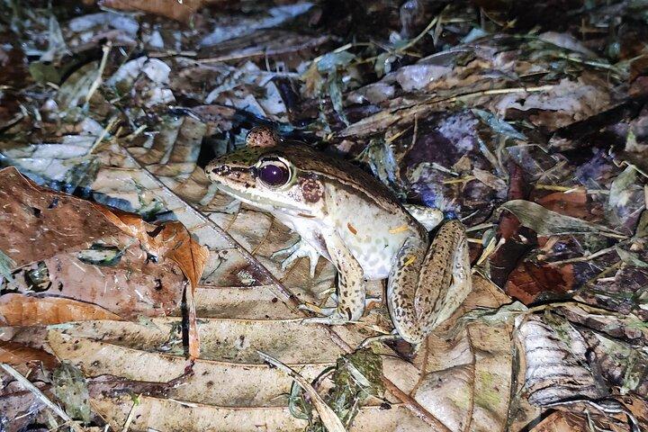 Caribbean Rainforest night walk