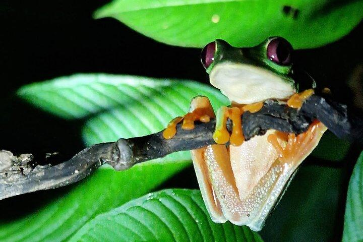 Caribbean Rainforest night walk