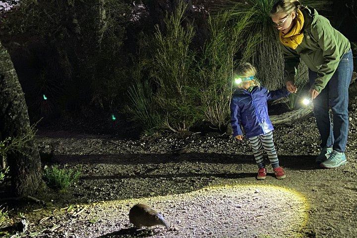 Visite nocturne de la faune au départ de Busselton