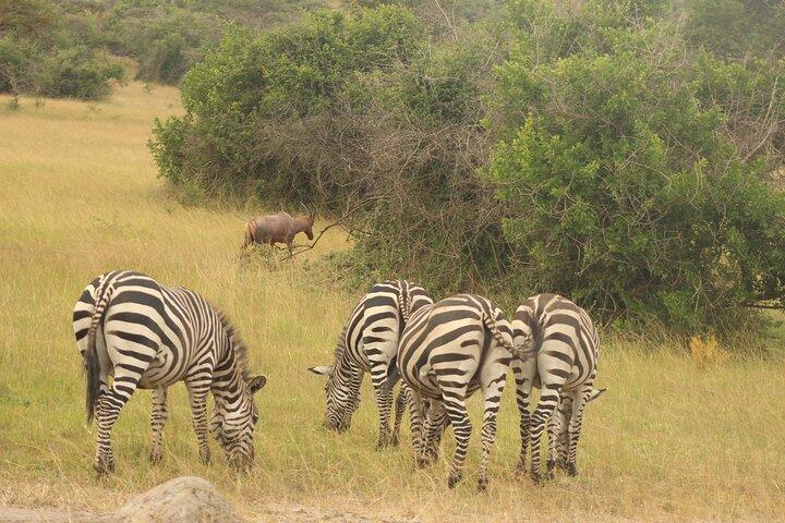 Safari della fauna selvatica del Parco Nazionale del Lago Mburo di 2 giorni