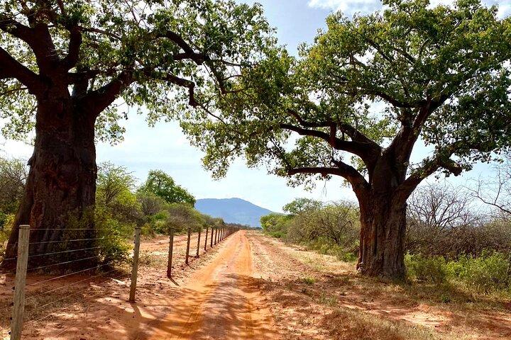10 jours de visite privée de luxe au Kenya Big 5 Wildlife Adventure