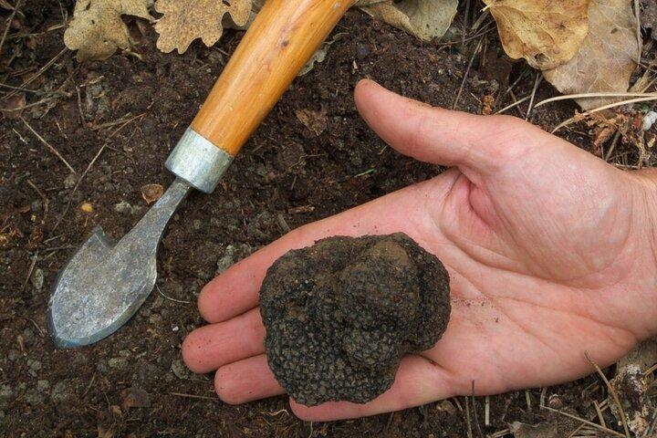 Truffeljacht op het platteland van Siena