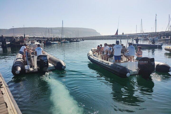 Sesimbra : Arrábida Delfin og hval iagttagelse tur med biolog