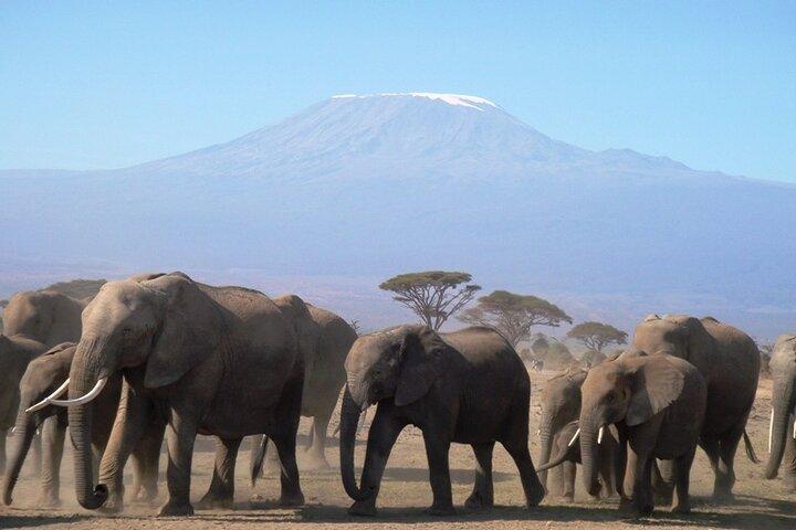 Safari de 2 jours dans le parc national d'Amboseli