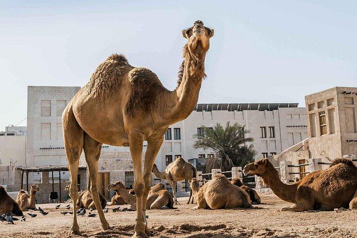 Half Day Doha City Tour