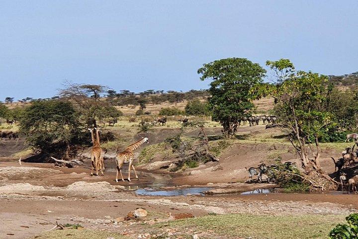 From Arusha: 6 Days Private Safari Eastern Great Rift Valley